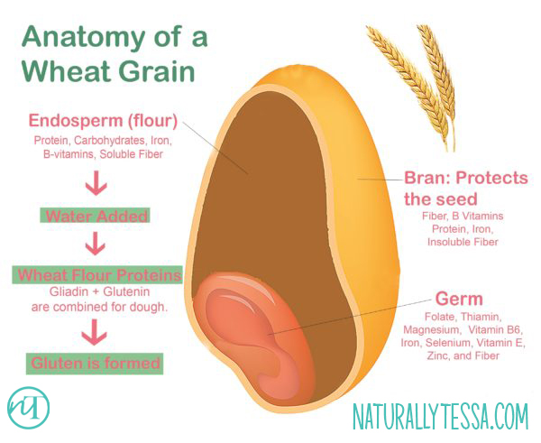 What is Gluten and Anatomy of a Wheat Grain